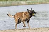 MALINOIS 453